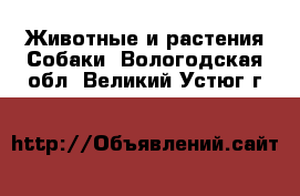 Животные и растения Собаки. Вологодская обл.,Великий Устюг г.